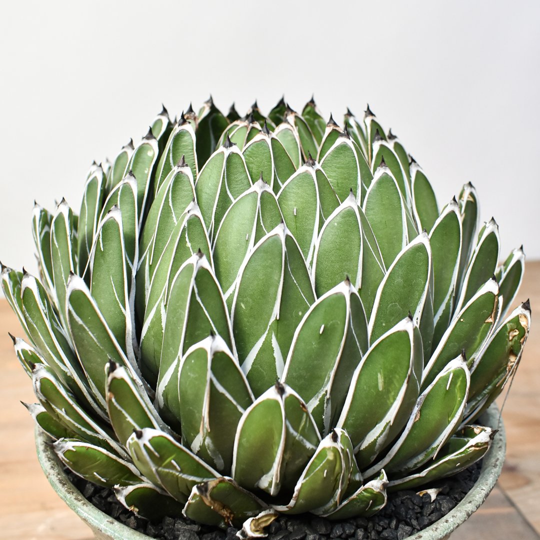 アガベ ビクトリアレジーナ 