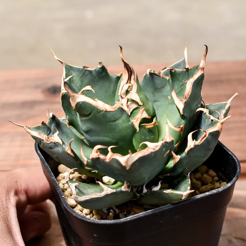 アガベ チタノタ 