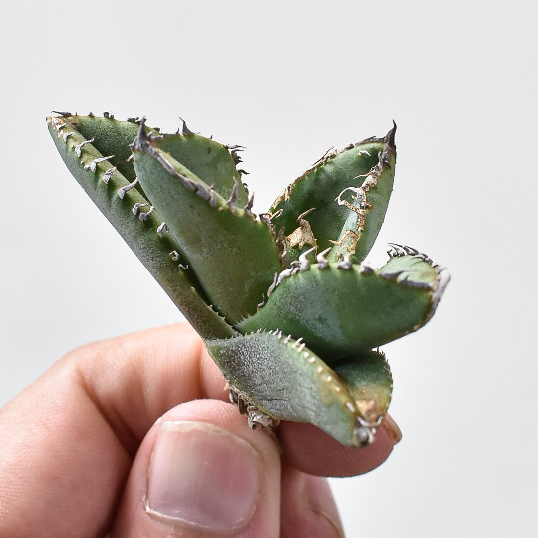 RAFLUM特選】アガベ チタノタ 麻花龍 【台湾 berlin産/子株/抜き苗】B