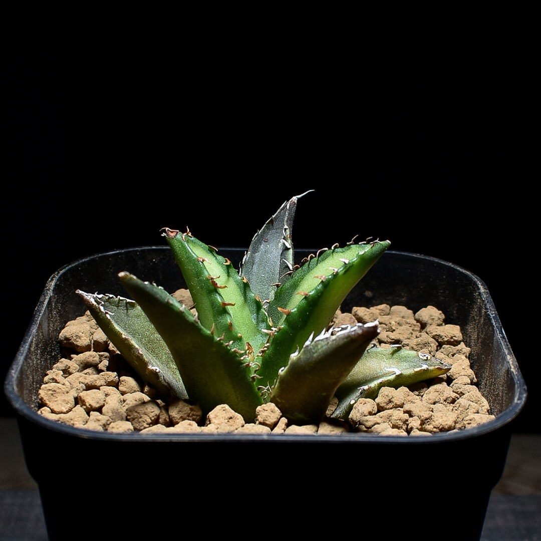 アガベ チタノタ 強棘 老白鯨 夕映 選抜株