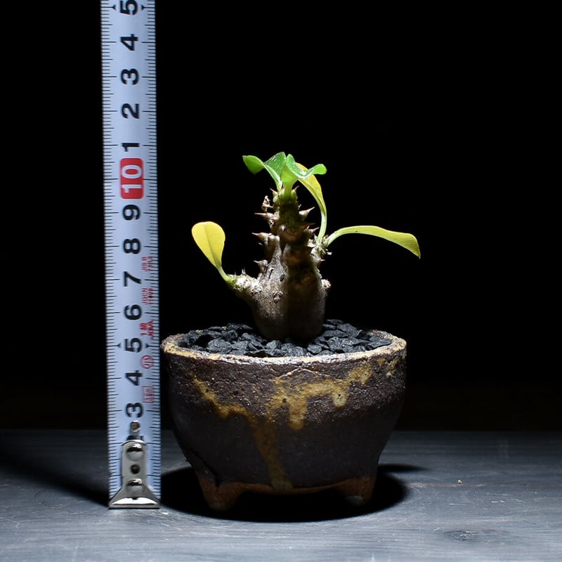 パキポディウム ウィンゾリー （発根済み）typeD RF221105 | RAFLUM /