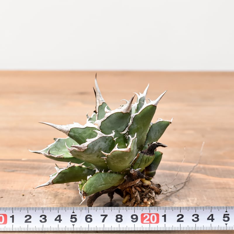 バ*ク様 アガベ 253 約80株セット オアハカ産 メキシコ オテロイ 実 バ