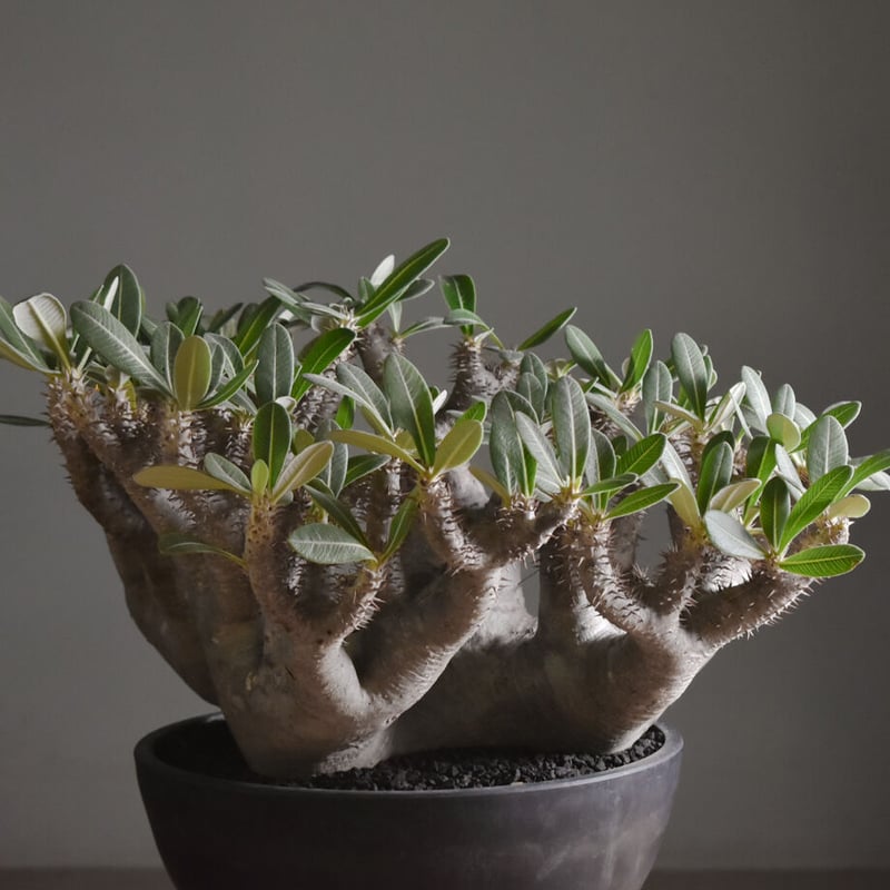 ブレビカリックス　パキポディウム　現地株　現地球 パキポディウム ブレビカリックス 現地球 | NATPARK-STORE