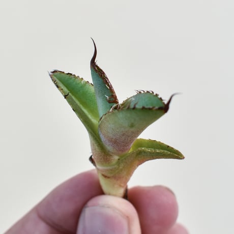 アガベ黒桃 | STORES