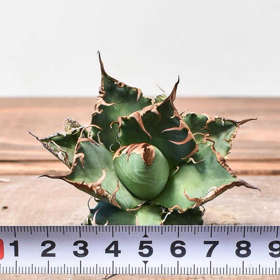 アガベ狼人錦斑入りコレクション株抜き苗発送 アガベ狼人錦斑入りコレクション株抜き苗発送 アガベ 狼人錦抜き苗発送