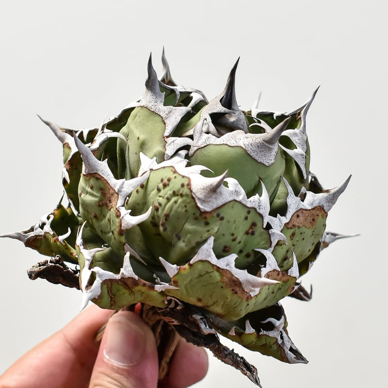 アガベ チタノタ ドワーフ / 