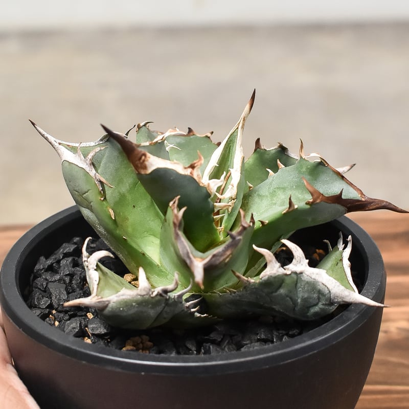 アガベ チタノタ 阿修羅 台湾産 親株 阿修羅丸 強棘 包葉 OC株 発根済み アガベ チタノタ 阿修羅 台湾産 親株 阿修羅丸 強棘 包葉 OC株 発根