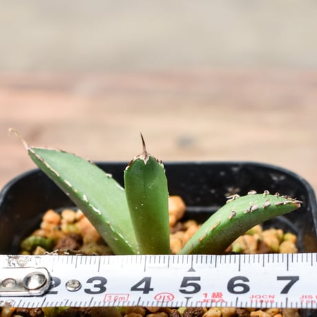 アガベ チタノタDennis040 子株