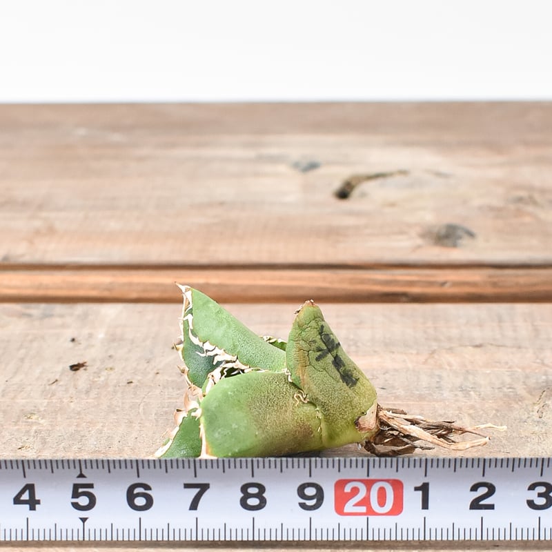 アガベ チタノタ 