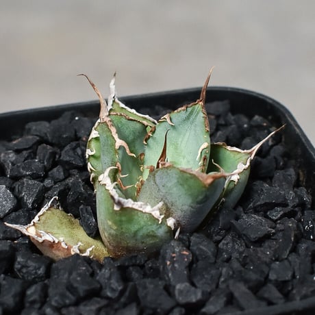 アガベ チタノタ "シャークソウイ" 【発根済み/子株】 RF231487(T)