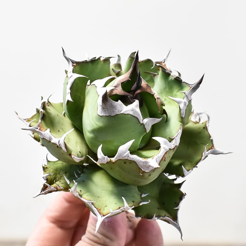 アガベ チタノタ ドワーフ / 姫厳竜 