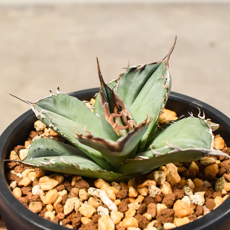 アガベ チタノタ 