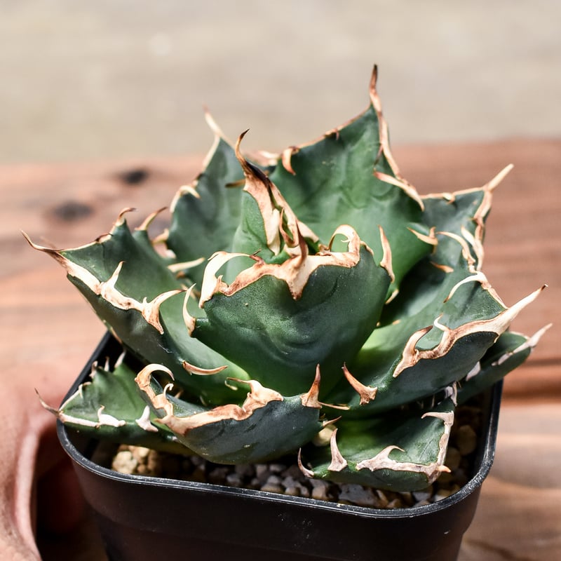 アガベ　チタノタ　ボール型　クレイジー アガベ チタノタ ボール型 クレイジー アガベ チタノタ ボール型