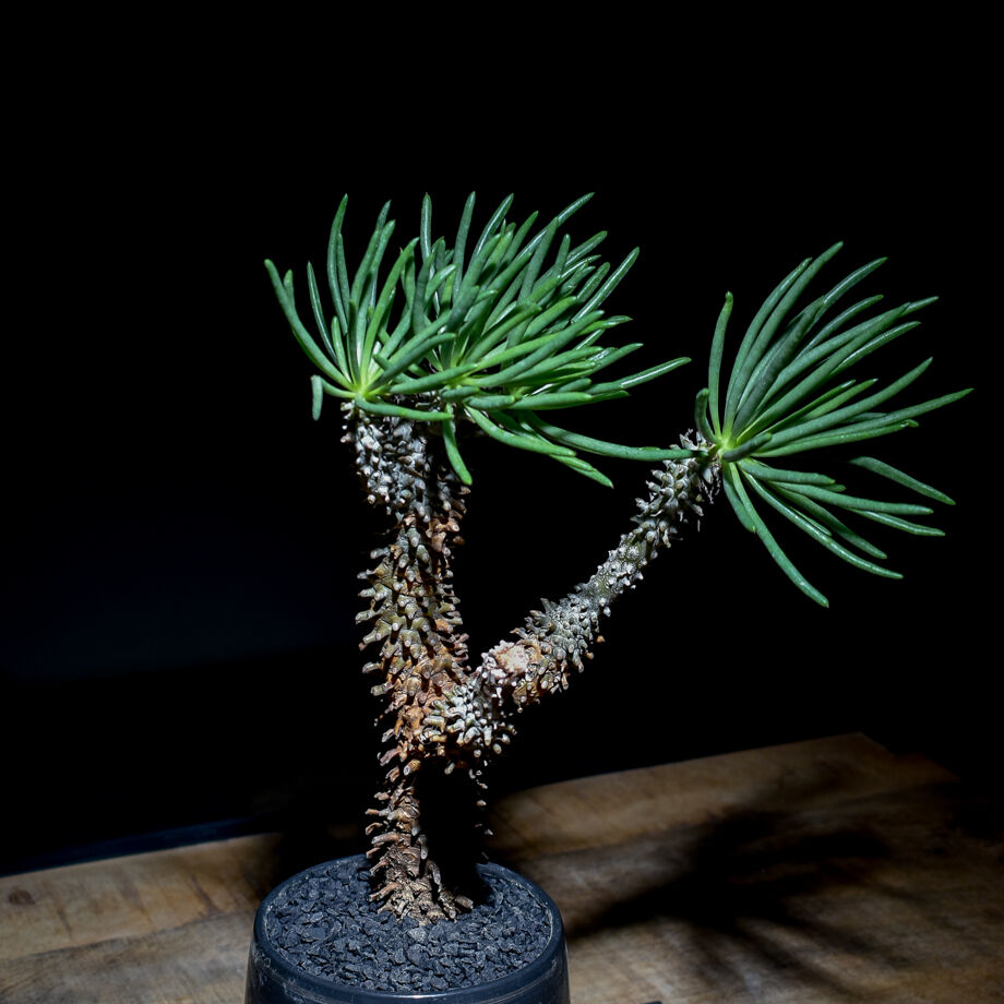 チレコドン ワリチー 奇峰錦 チレコドン ワリチー 奇峰錦 Tylecodon wallichii | inoka+kreha