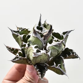 5月12日(日)20:00~】アガベの希少種！大白鯊、毒蛇、担克を販売