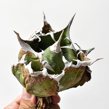 アガベ チタノタ “精品白鯨” 【台湾 dragon agave産/抜き苗/中株】RF25011771