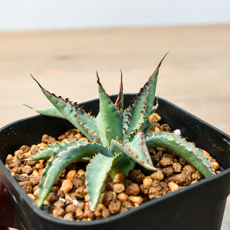 アガベ ハイブリット 