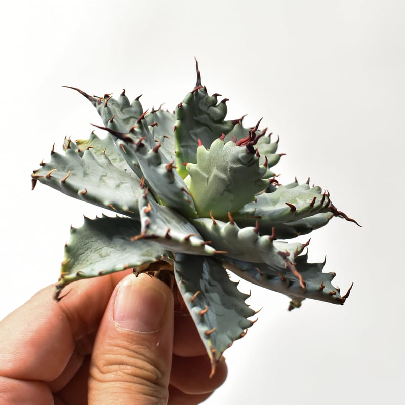 アガベ ハイブリット 特白肌怒雷神×象牙妖炎（陽炎エボリ）【台湾