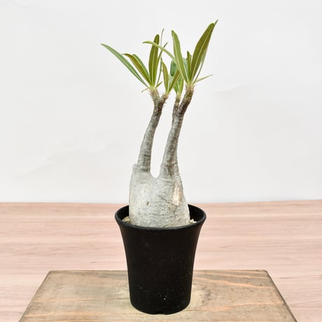 CATEGORY RAFLUM × HORIKAWA CACUTAS GARDEN | RAF