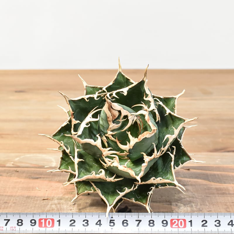 5CLAW】アガベ チタノタ 