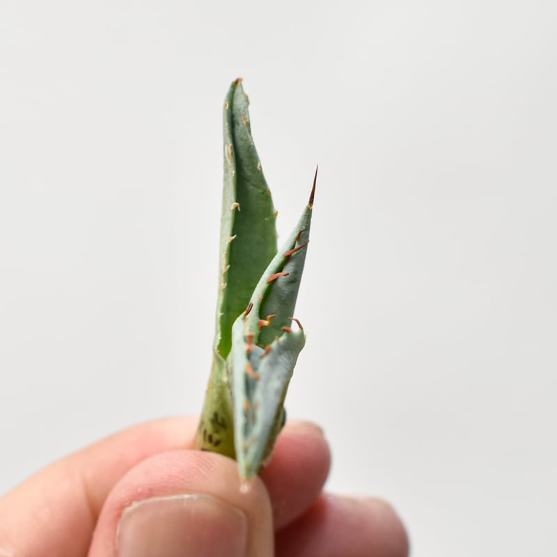 アガベ ホリダ×兜蟹 台湾HYB アガベ ホリダ×兜蟹 台湾HYB - メルカリ