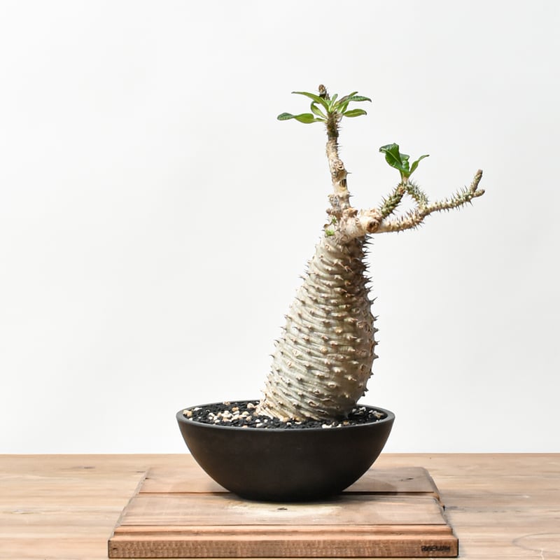 RAFLUMコレクション】パキポディウム アンボンゲンセ 