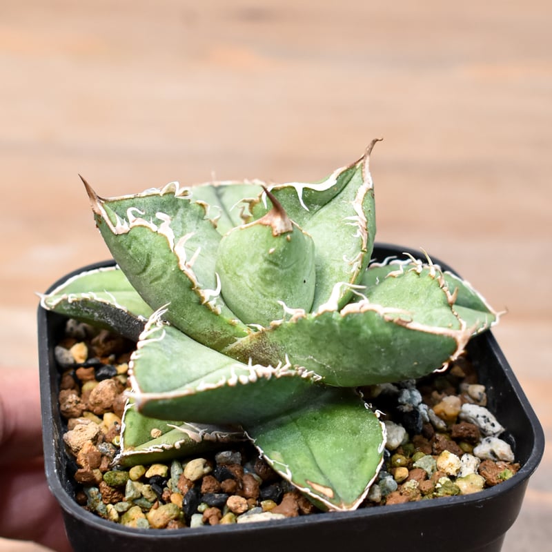 アガベ チタノタ 