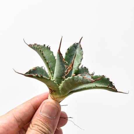 アガベ　エボリスピナ　× ブラックアンドブルー　ハイブリッド　BB 子株 アガベ エボリスピナ × ブラックアンドブルー ハイブリッド BB 子株