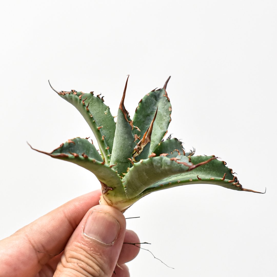 アガベ hybrid エボリスピナ×ブラックアンドブルー/妖炎xBB【台湾