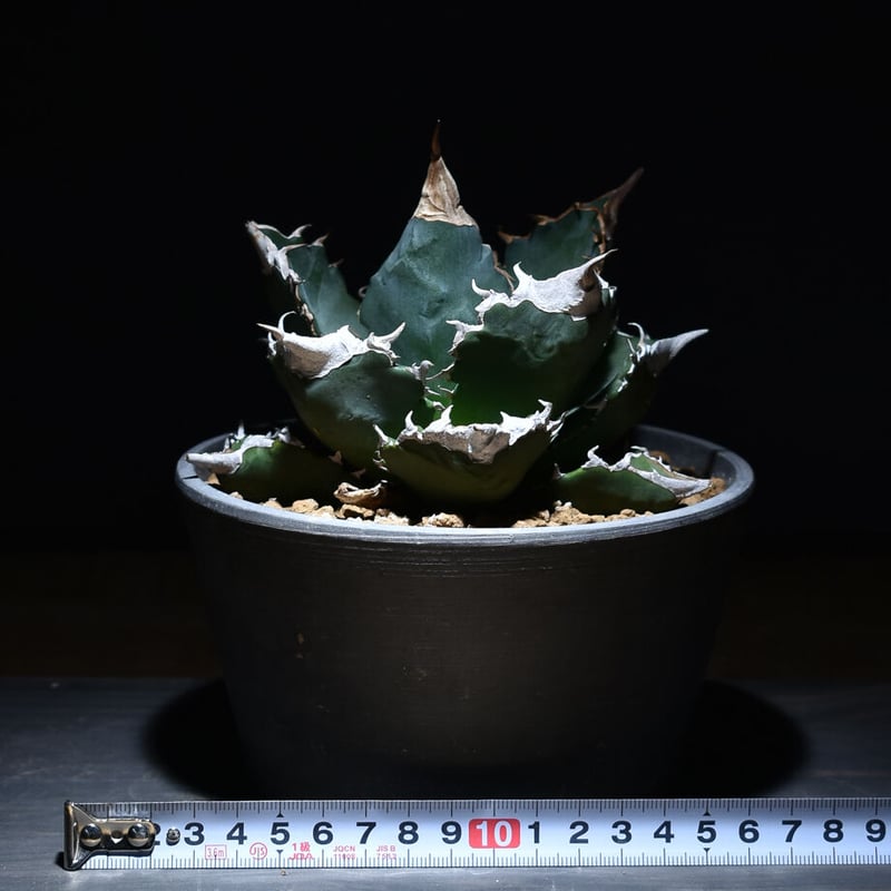 アガベ チタノタ ホワイトファイヤー 