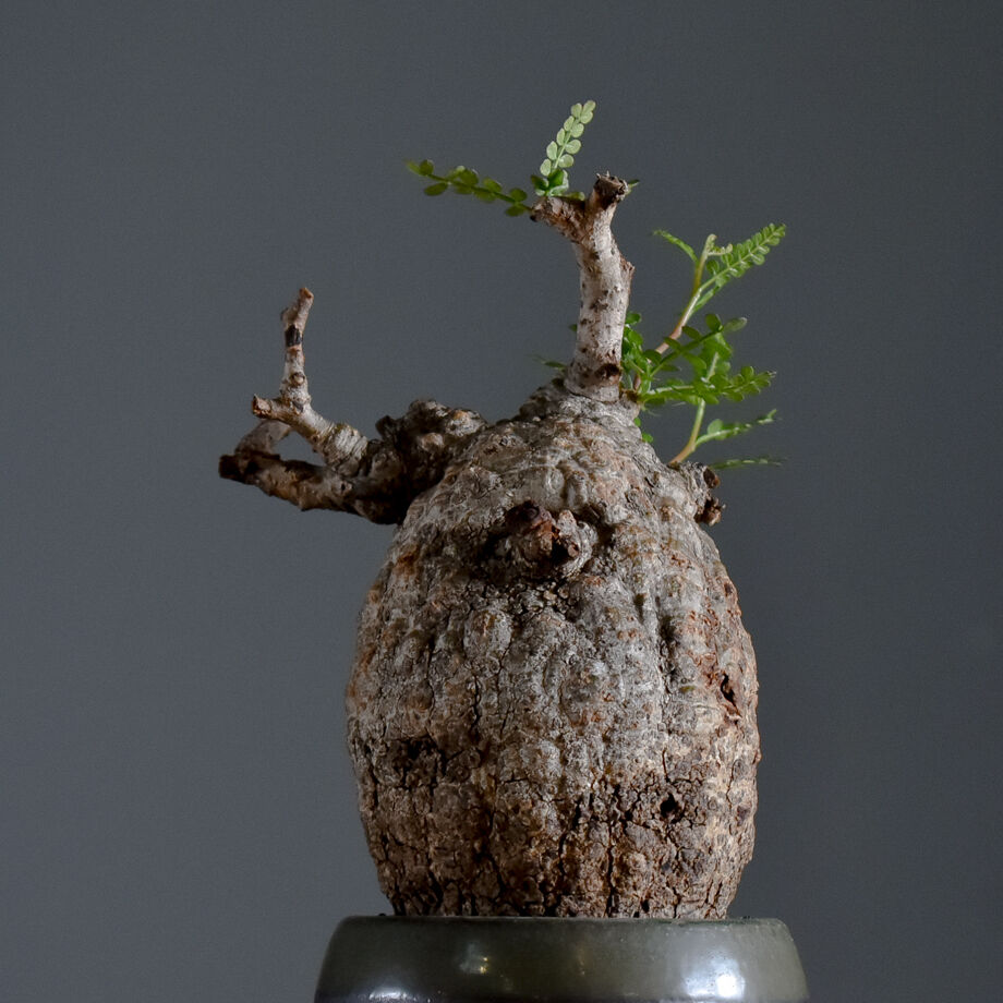 オペルクリカリア パキプス【手乗りサイズのこんもり形！厳選