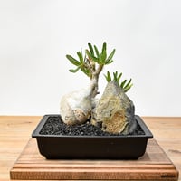 【“WACK” ON YOUR SIDE】パキポディウム グラキリス WACK-B087