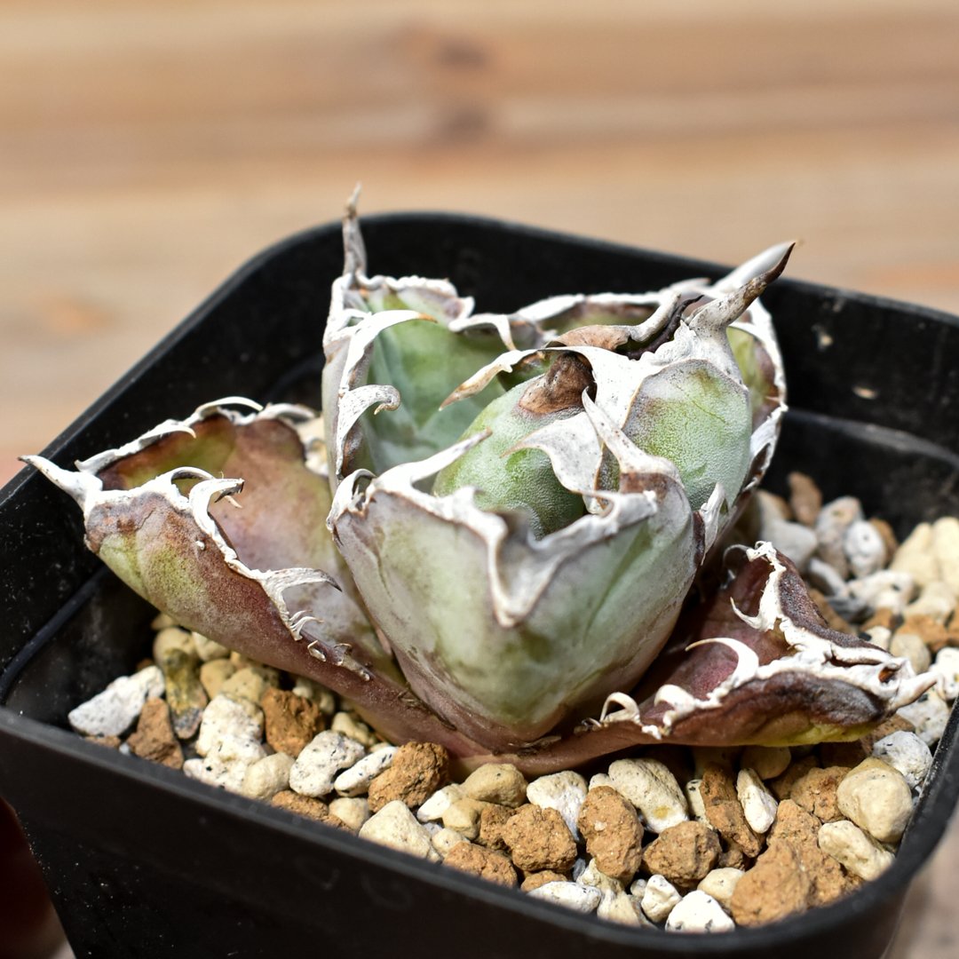 レ*君様 F12064★オークション販売★イラン産 アガベ チタノタ ローズ 特 H*K様 イラン株【オークション】REZA産 希少 アガベ チタノタ