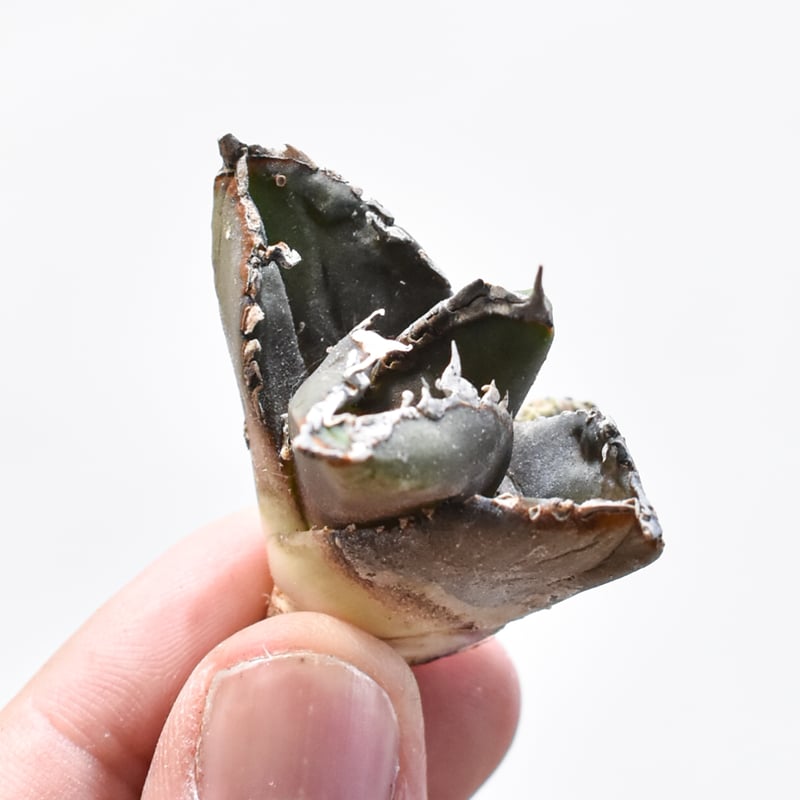 アガベ チタノタ 