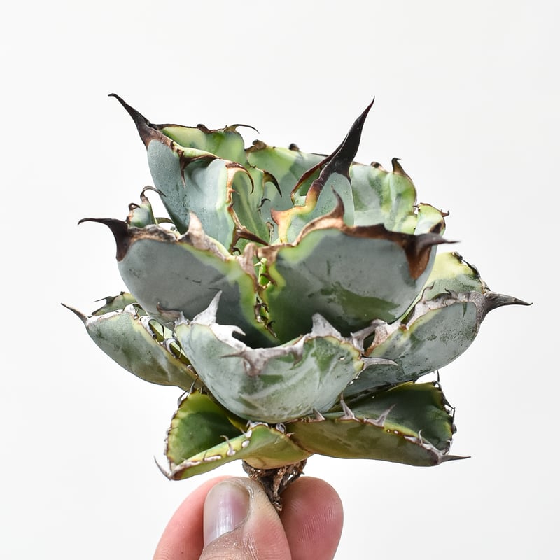 アガベ チタノタ 