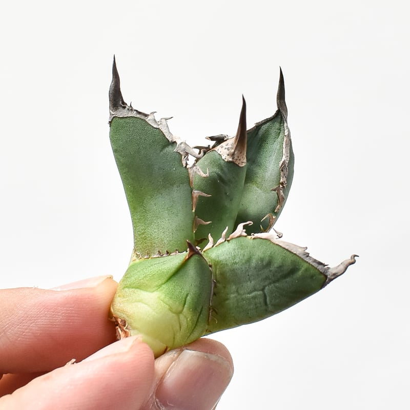 速達【ぶつぶつフェア】活着　特大　アガベ　チタノタ　豆豆龍錦　TC 覆輪斑 速達【ぶつぶつフェア】活着 特大 アガベ チタノタ 豆豆龍錦 TC 覆輪斑