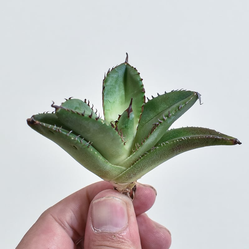 アガベ チタノタ 