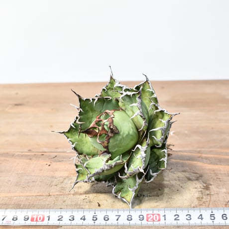 アガベ チタノタ 精品シーザー / 精品凱撒  【台湾 dragon agave産/中株/抜き苗】C105