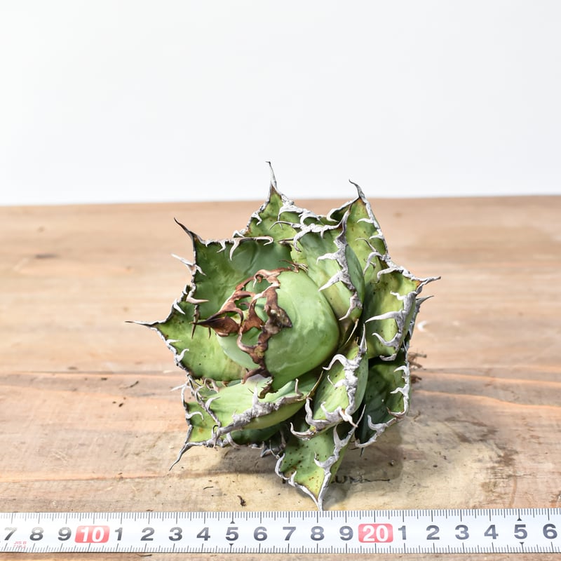 アガベ チタノタ 精品シーザー / 精品凱撒 【台湾 dragon agave産/中株