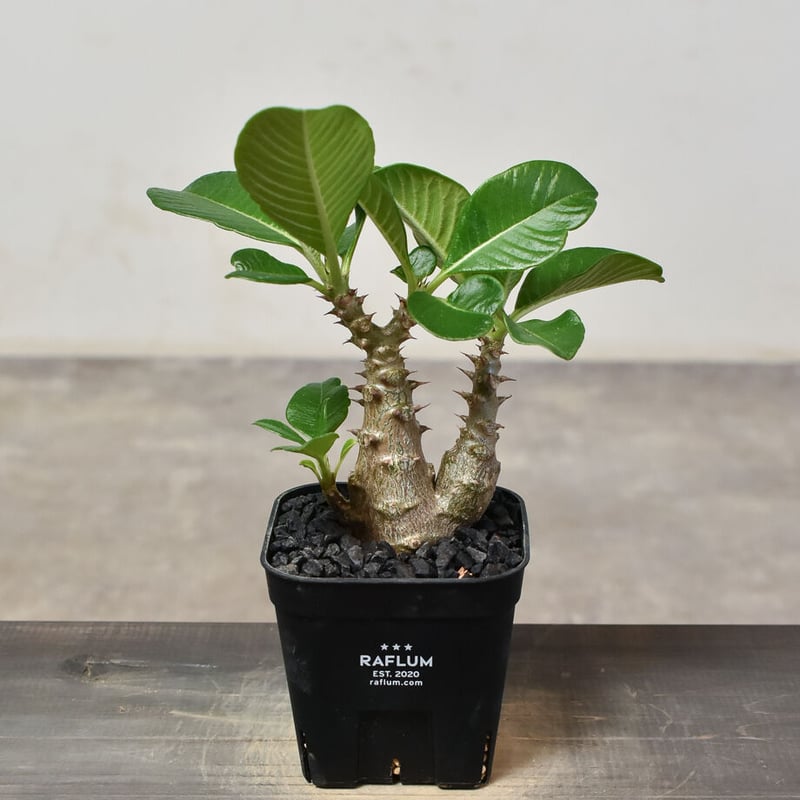 パキポディウム ウィンゾリー （実生）RF231540 | RAFLUM / ラフラム