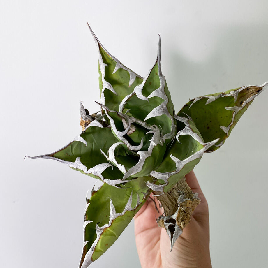 アガベ チタノタ FO-076 OLD （抜き苗販売）RF22836 | RAFLUM / ラ