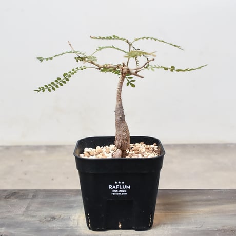 ペ*ペ様 オペルクリカリアヒファエノイデス【鉢付き】 オペクリカリアヒファエノイデス