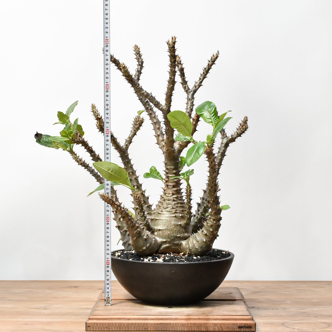 ウィンゾリー　　現地株 パキポディウム | windsorii Pachypodium 077 実生株 ウィンゾリー 塊根植物・コーデックス