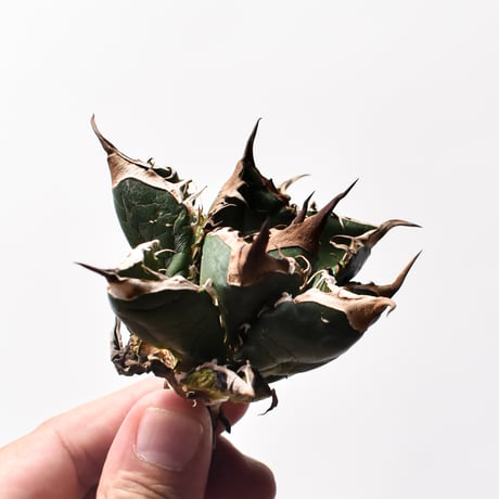 アガベ チタノタ "精品緑犀牛"   【台湾 dragon agave産/中株/抜き苗販売】C20