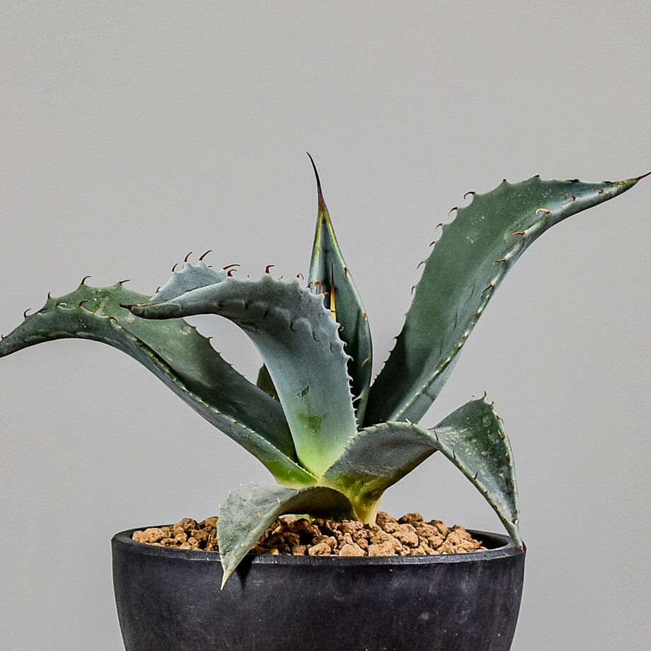 アガベ パリー 【白肌】 RF22736 | RAFLUM / ラフラム｜東京、大阪の塊