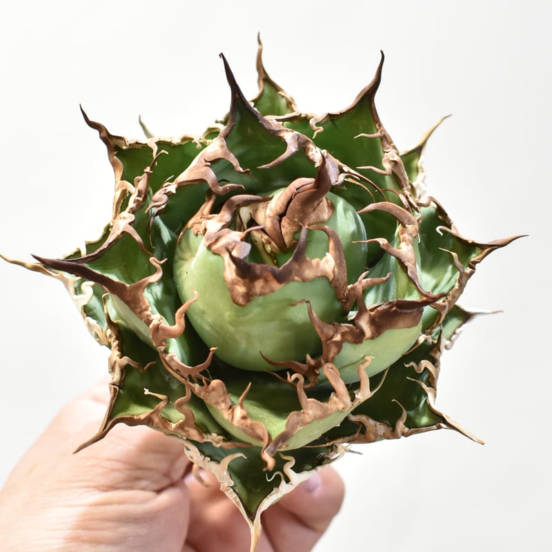 アガベ 中株シーザー シーザー アガベ 中株 アガベ チタノタ US DWARF 中株 子株2個付き