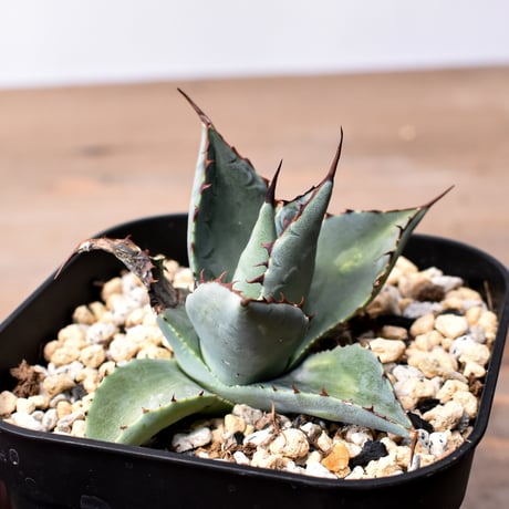 アガベ ハイブリット （パラサナ、イシスメンシス）× 曙光【台湾botanical_seeker産】D RF25011564