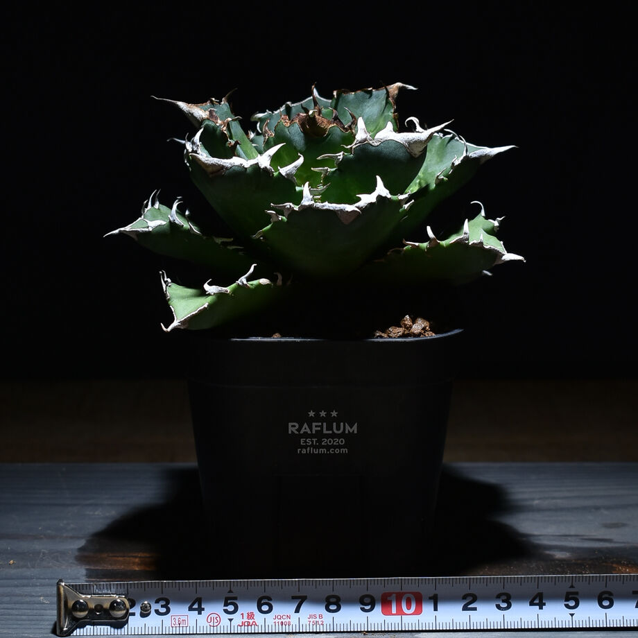 アガベ チタノタ 