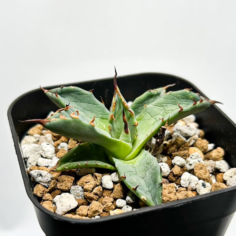 agavesan 妖炎×黒帝斬 エボリスピナ×ハデス 子株 ハイブリッド