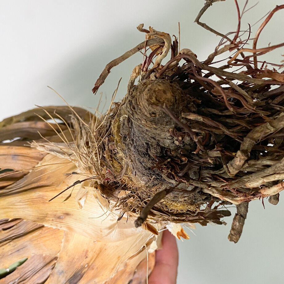 アガベ ユタエンシス エボリスピナ （抜き苗販売）RF22908 | RAFLUM